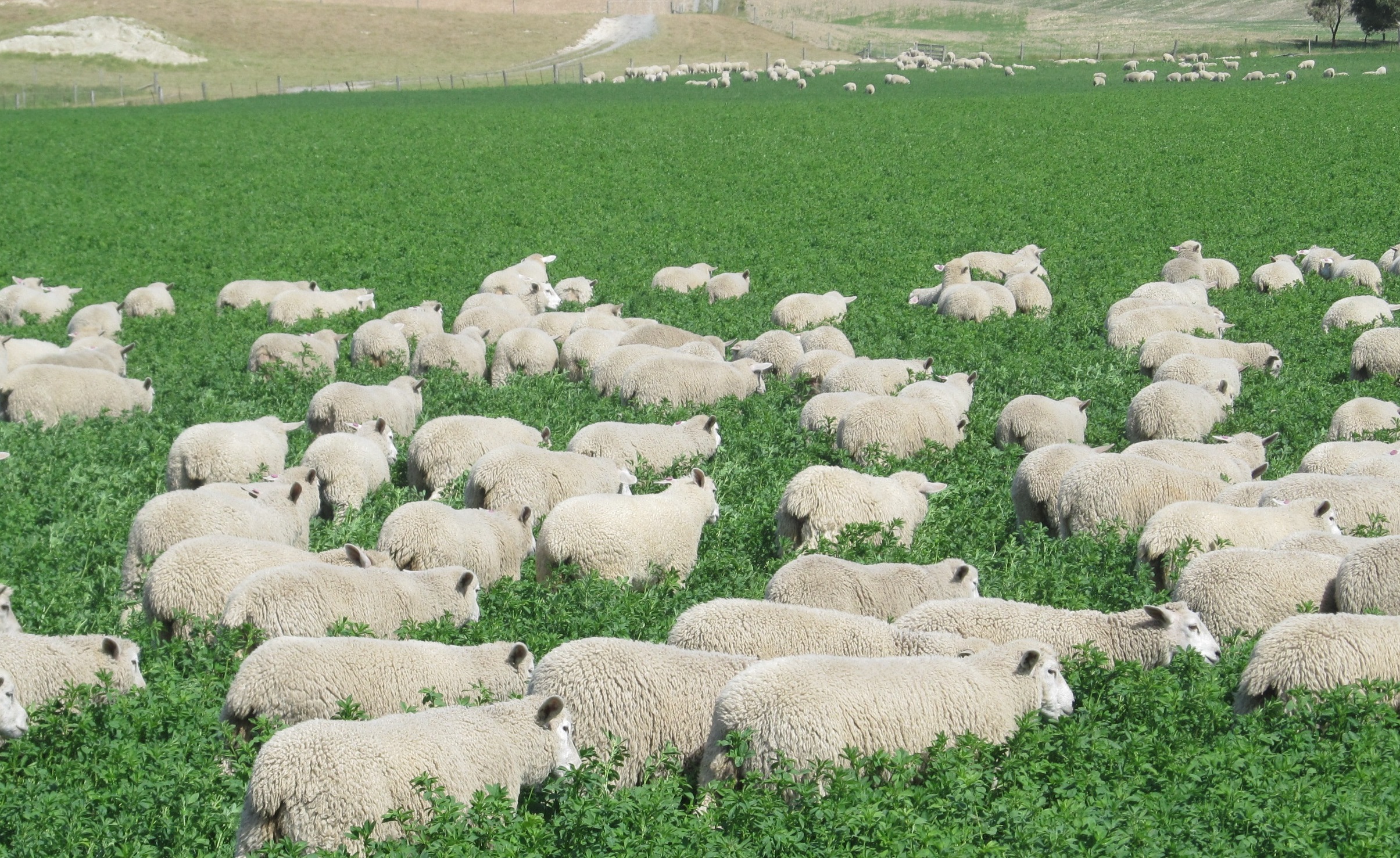 a large herd of sheep grazing